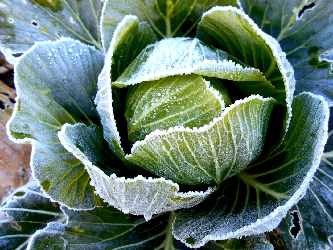 Photo Cabbage head